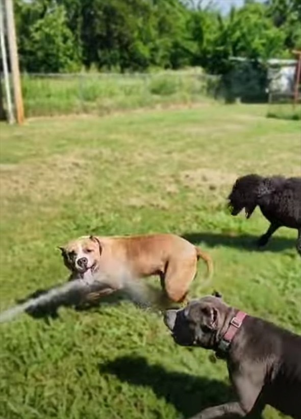 愛犬たちが野生に戻った？！ホースで放水し始めると興奮しすぎてすさまじい形相に！【海外・動画】