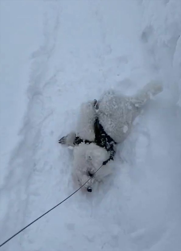 散歩が進まない！雪にはしゃぎまわるビションフリーゼに「喜びすぎー」「たまらなくかわいいです」