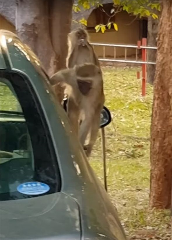 少しだけ窓を開けて駐車していた車にとんだハプニングが！！『ある動物』たちが入り込んだりイタズラしたりとやりたい放題に！！【海外・動画】