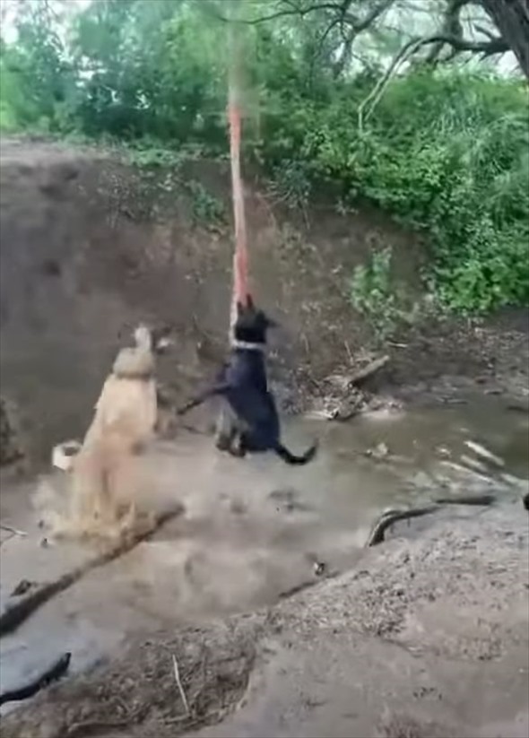 ロープにぶら下がるのに夢中な愛犬たち！楽しすぎてみんなロープを譲れません！！