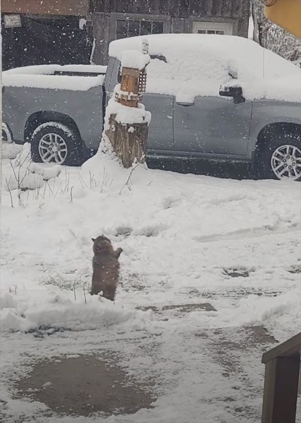 初雪に愛猫が大はしゃぎ！降ってくる雪を一生懸命にキャッチしようとする姿がかわいすぎる！！【アメリカ・動画】