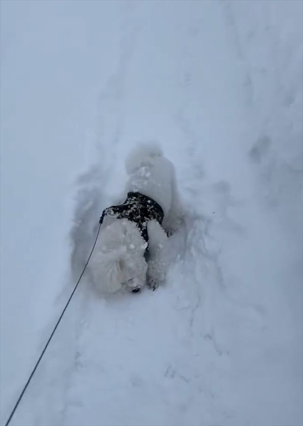 散歩が進まない！雪にはしゃぎまわるビションフリーゼに「喜びすぎー」「たまらなくかわいいです」