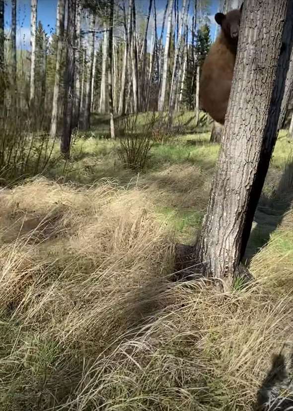 距離を取ってクマのことを撮影していたら、クマが近付いてきた！逃げても追いかけてくるクマが至近距離まで迫ったその時！！【海外・動画】