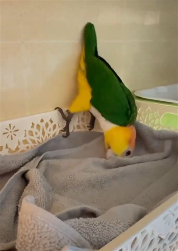 ひとり遊びを楽しむインコ。その動きに鳥の概念が崩れる！？「気持ちよさそう」「 休日の自分みたい」