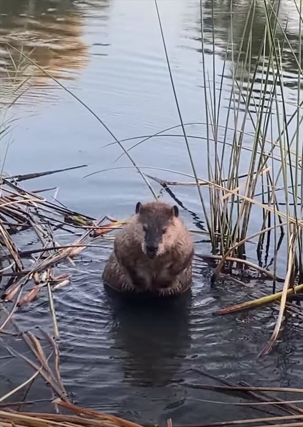 バスタイム中！？ビーバーが体をゴシゴシしたり、水に浸かったりと優雅な時間を過ごしていました【アメリカ・動画】