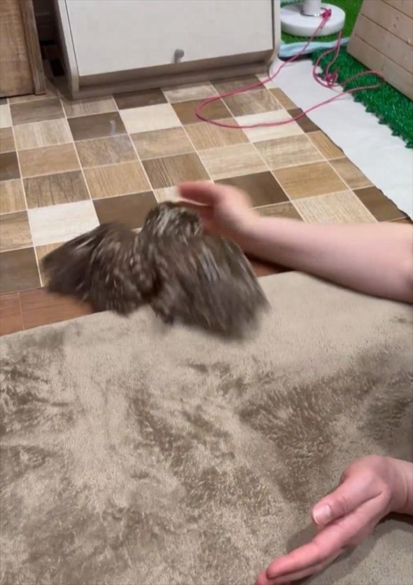 飼い主さんの手を追うフクロウがかわいすぎる!「おててが好きなんだね」「かわいすぎる!」
