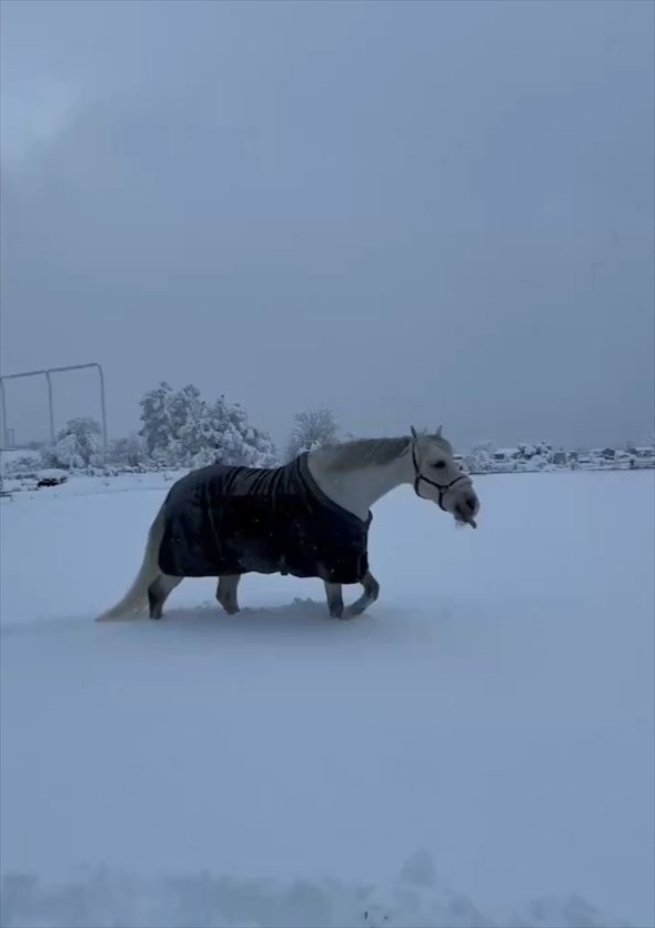 ふかふかの雪の上で転がってはしゃぐ馬。「雪上ゴロリスト」がかわいすぎる！