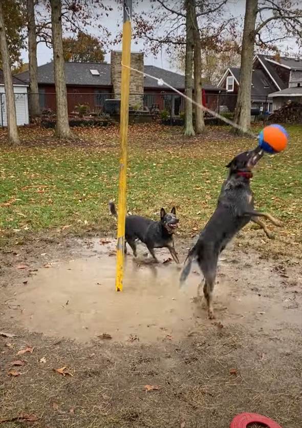 ポールに吊るされた『テザーボール』に大はしゃぎする愛犬たち。ボールを打ち合って楽しそう！