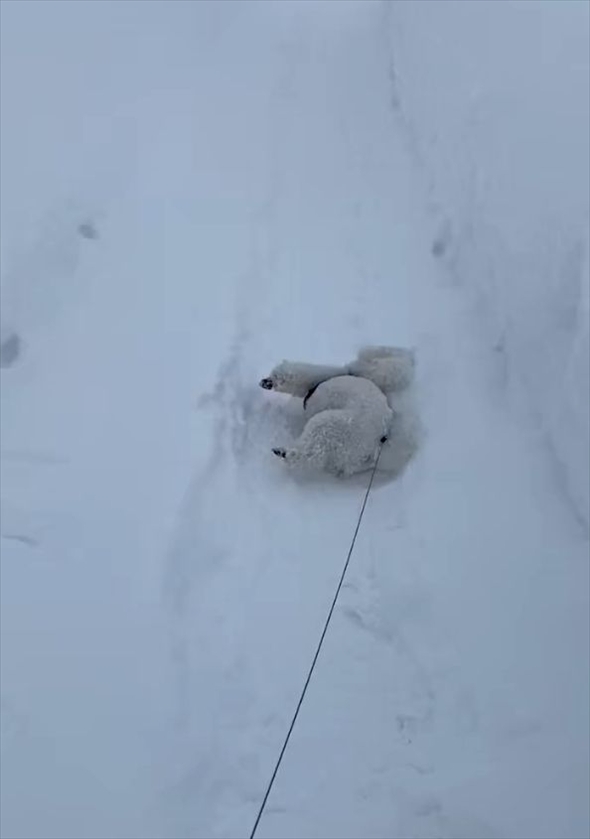 散歩が進まない！雪にはしゃぎまわるビションフリーゼに「喜びすぎー」「たまらなくかわいいです」