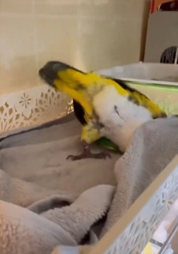 ひとり遊びを楽しむインコ。その動きに鳥の概念が崩れる！？「気持ちよさそう」「 休日の自分みたい」