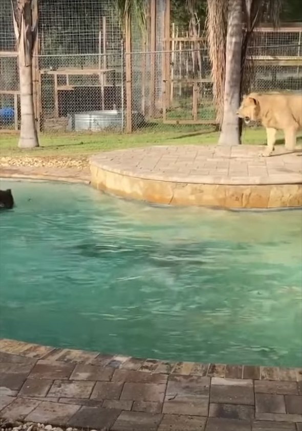 怖くないの？！プールで気持ちよさそうに泳ぐ男性、そこに一緒にいたのは・・、猛獣として知られる動物たちでした！！