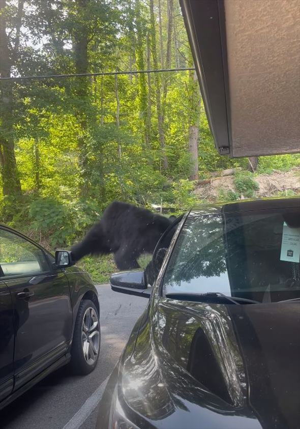 駐車場にクマが現れた！車の上に乗って移動すると、すさまじいパワーで軽々と窓ガラスを破壊してしまいました！！【アメリカ・動画】