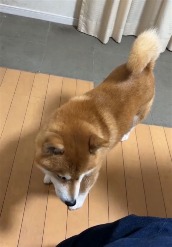 控えめなアピールがいじらしくてかわいい！撫でてほしい柴犬はお座りして・・飼い主さんをじっと見つめてる！