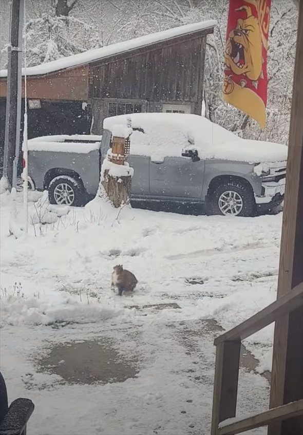 初雪に愛猫が大はしゃぎ！降ってくる雪を一生懸命にキャッチしようとする姿がかわいすぎる！！【アメリカ・動画】