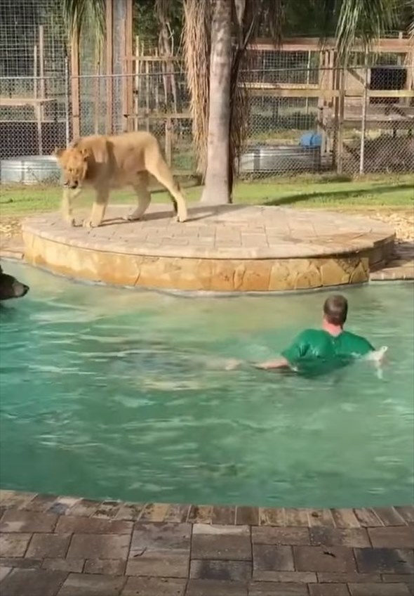 怖くないの？！プールで気持ちよさそうに泳ぐ男性、そこに一緒にいたのは・・、猛獣として知られる動物たちでした！！