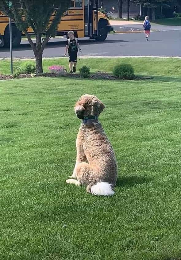 男の子が帰ってくるのをじっと座って待つ犬。スクールバスから男の子がおりてくると熱い抱擁を交わします！！【アメリカ・動画】