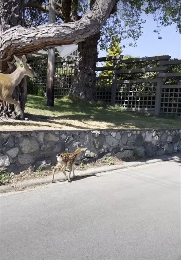 シカの親子を助けた男性。子ジカは母親のいる高い場所まで行けず困っていましたが・・