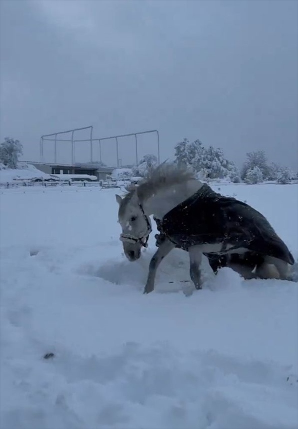 ふかふかの雪の上で転がってはしゃぐ馬。「雪上ゴロリスト」がかわいすぎる！