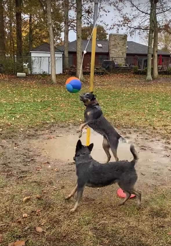 ポールに吊るされた『テザーボール』に大はしゃぎする愛犬たち。ボールを打ち合って楽しそう！