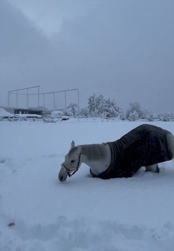 ふかふかの雪の上で転がってはしゃぐ馬。「雪上ゴロリスト」がかわいすぎる！