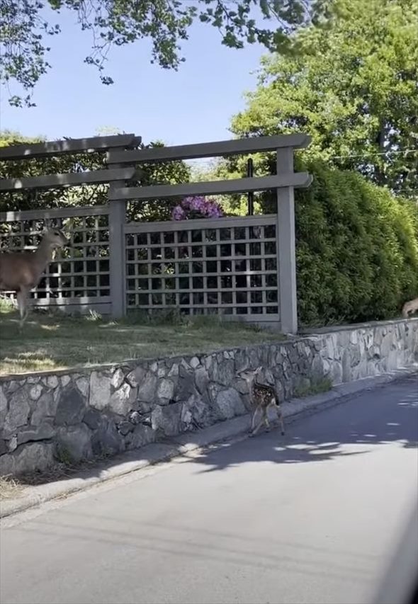 シカの親子を助けた男性。子ジカは母親のいる高い場所まで行けず困っていましたが・・