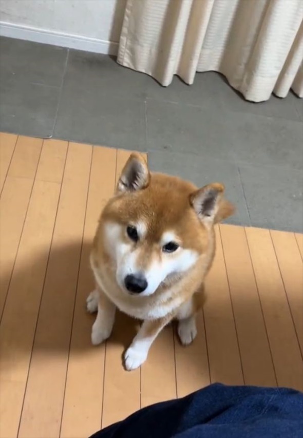 控えめなアピールがいじらしくてかわいい！撫でてほしい柴犬はお座りして・・飼い主さんをじっと見つめてる！