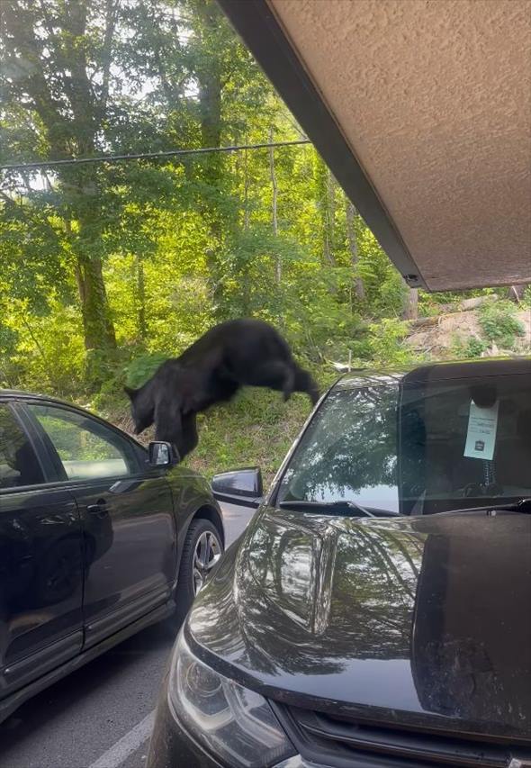 駐車場にクマが現れた！車の上に乗って移動すると、すさまじいパワーで軽々と窓ガラスを破壊してしまいました！！【アメリカ・動画】