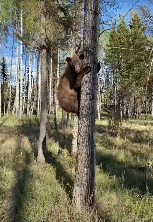 距離を取ってクマのことを撮影していたら、クマが近付いてきた！逃げても追いかけてくるクマが至近距離まで迫ったその時！！【海外・動画】