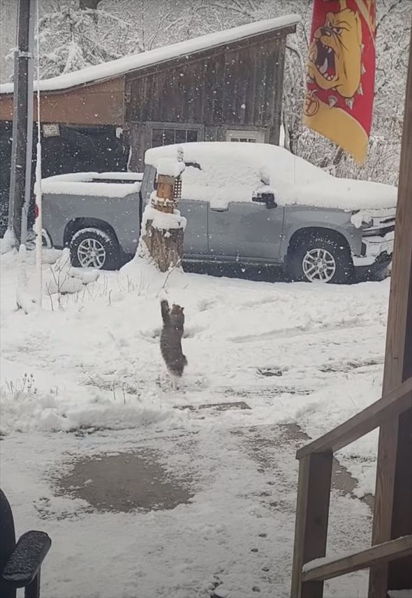 初雪に愛猫が大はしゃぎ！降ってくる雪を一生懸命にキャッチしようとする姿がかわいすぎる！！【アメリカ・動画】