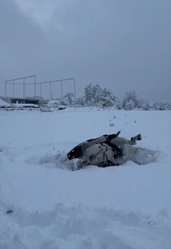 ふかふかの雪の上で転がってはしゃぐ馬。「雪上ゴロリスト」がかわいすぎる！