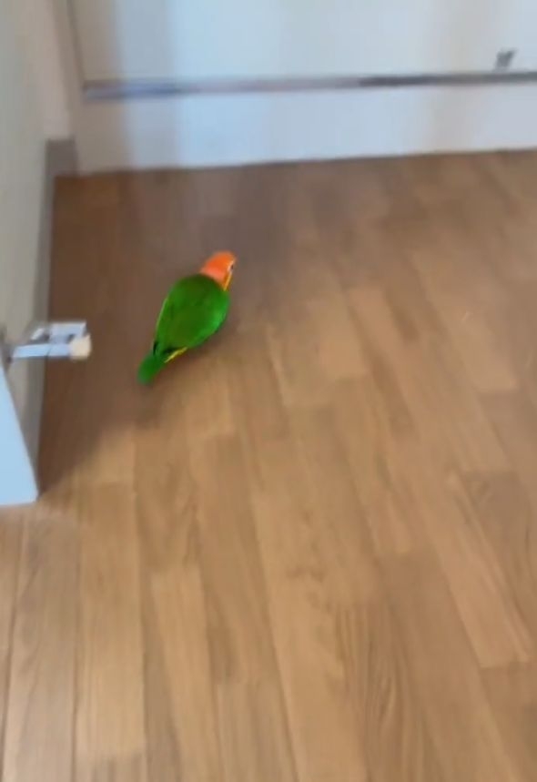 ドアの隙間にクチバシを入れるインコ。テコの原理でドアを開けた！？「とても賢い」「賢すぎでしょ」