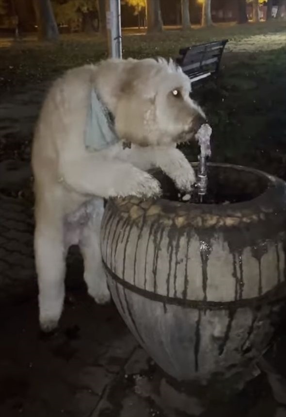 公園の水飲み場でゴクゴク水を飲むゴールデンドゥードル・・ってそっちから飲むの！？