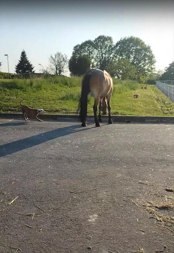 文字通り道草を食う馬。そんな馬のことを、犬がリードを一生懸命に引っ張り厩舎まで連れて来てくれました！！【海外・動画】