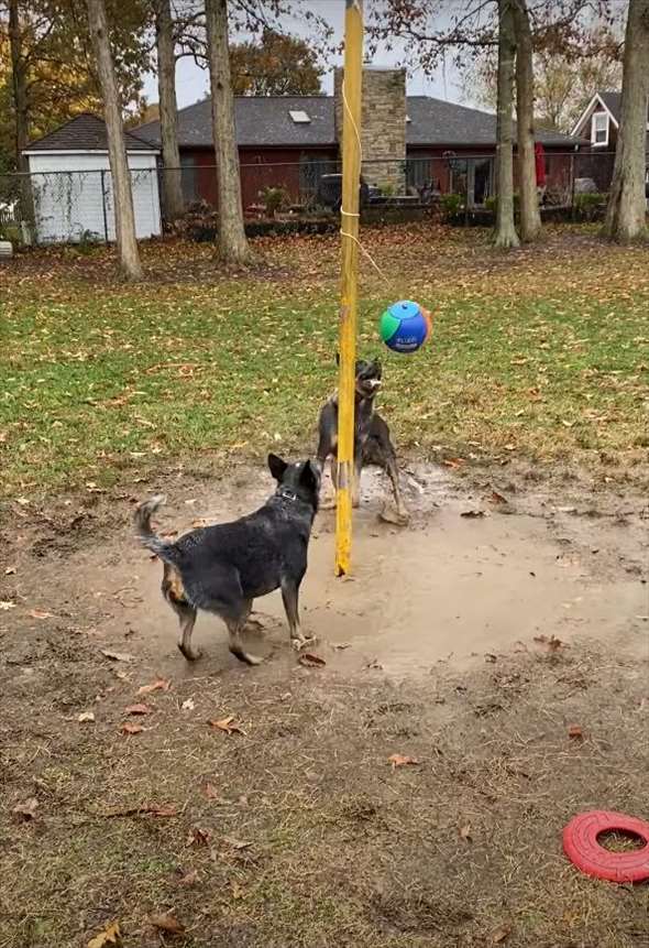 ポールに吊るされた『テザーボール』に大はしゃぎする愛犬たち。ボールを打ち合って楽しそう！