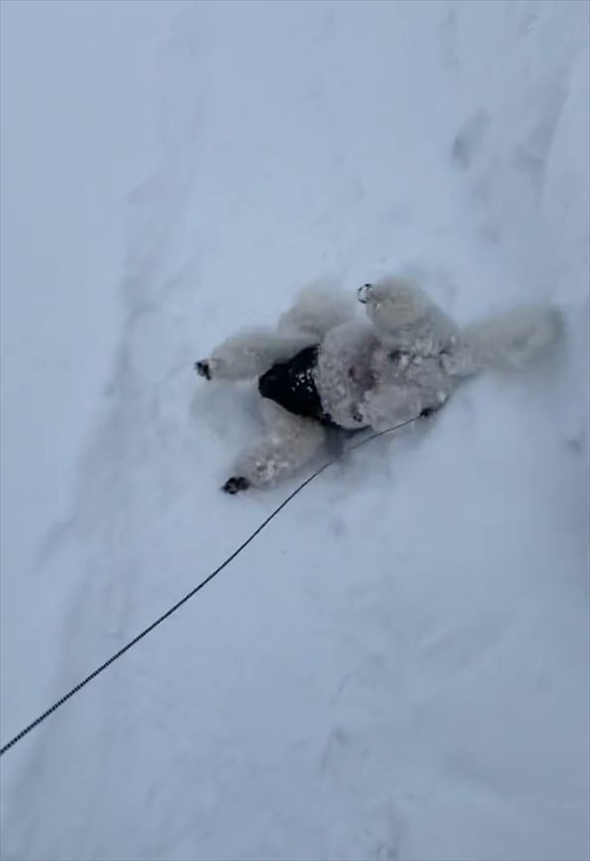 散歩が進まない！雪にはしゃぎまわるビションフリーゼに「喜びすぎー」「たまらなくかわいいです」