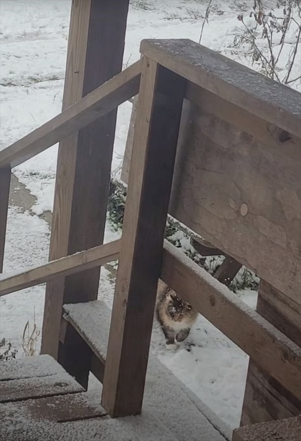 初雪に愛猫が大はしゃぎ！降ってくる雪を一生懸命にキャッチしようとする姿がかわいすぎる！！【アメリカ・動画】