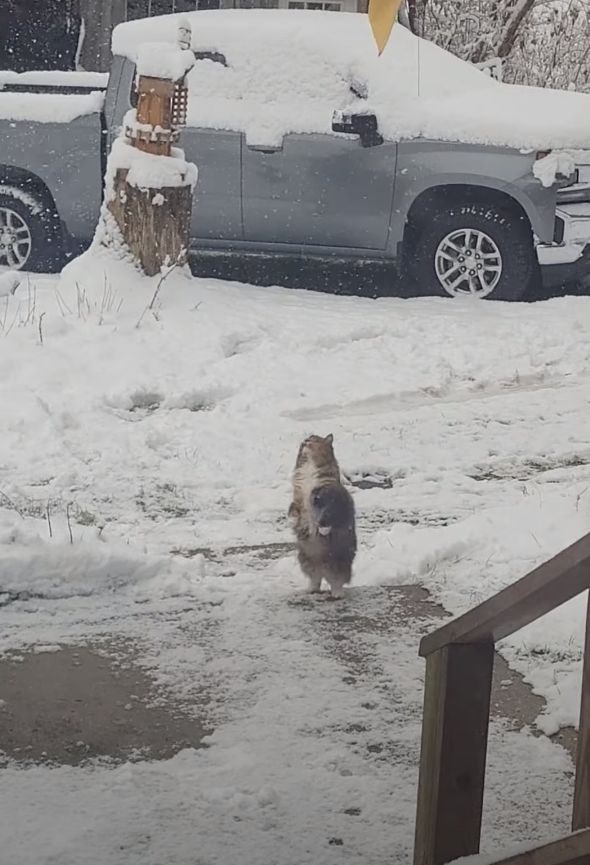 初雪に愛猫が大はしゃぎ！降ってくる雪を一生懸命にキャッチしようとする姿がかわいすぎる！！【アメリカ・動画】