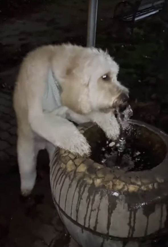 公園の水飲み場でゴクゴク水を飲むゴールデンドゥードル・・ってそっちから飲むの！？