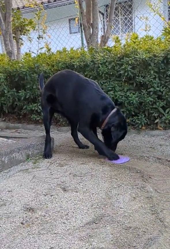 愛犬はフリスビーの遊び方を間違えている？楽しそうにしているけど・・・「水路建設中かな」「なんてお上手な川造り！」