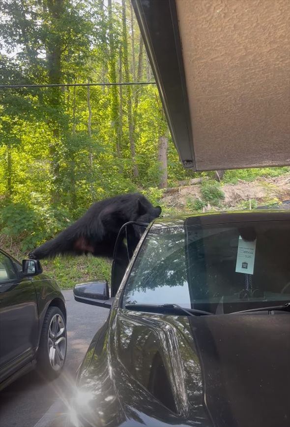 駐車場にクマが現れた！車の上に乗って移動すると、すさまじいパワーで軽々と窓ガラスを破壊してしまいました！！【アメリカ・動画】