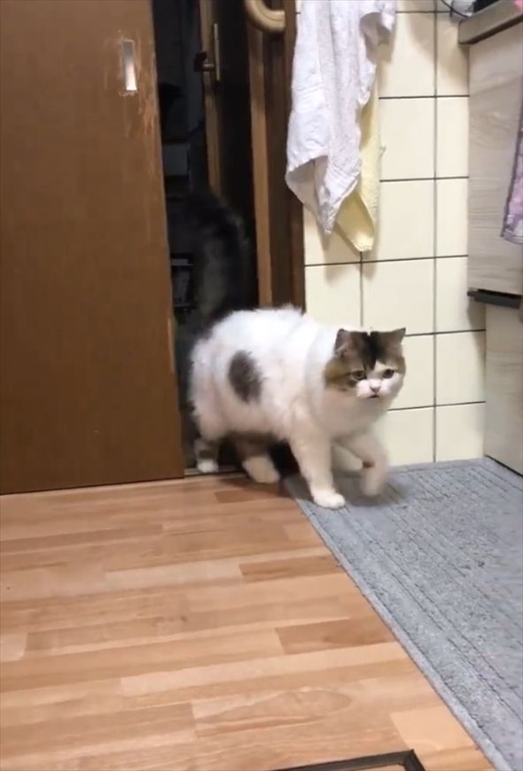 自分で戸を開けるも、入ってくるのを一瞬ためらう猫がかわいすぎる！「何かを見てしまったのかにゃ」