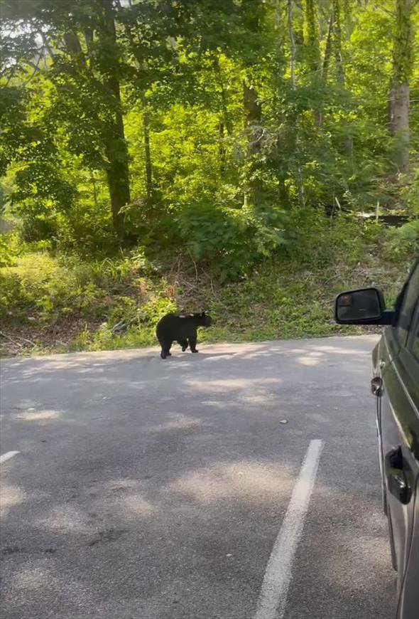 駐車場にクマが現れた！車の上に乗って移動すると、すさまじいパワーで軽々と窓ガラスを破壊！！