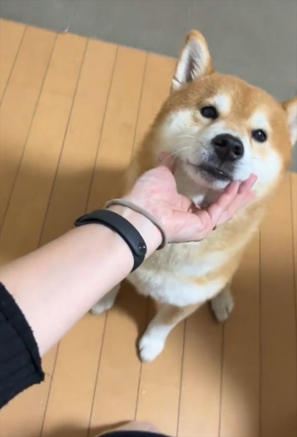 控えめなアピールがいじらしくてかわいい！撫でてほしい柴犬はお座りして・・飼い主さんをじっと見つめてる！