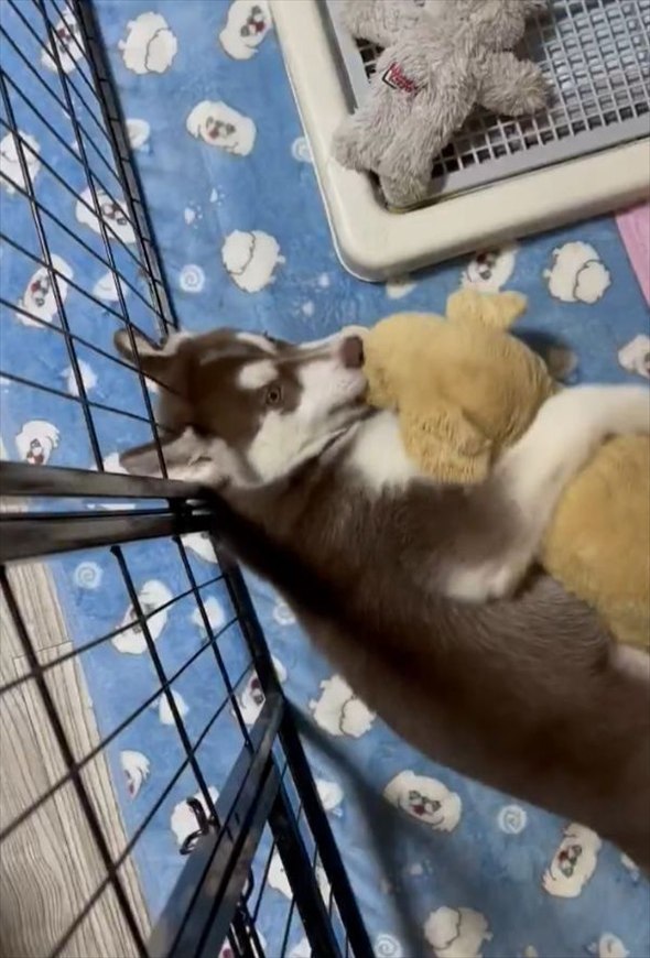 ぬいぐるみをぎゅ~。だっこしている愛犬がかわいすぎると話題に「めちゃくちゃかわいい」「カメラ目線があざとい」