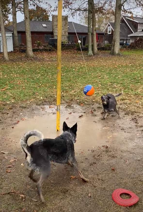 ポールに吊るされた『テザーボール』に大はしゃぎする愛犬たち。ボールを打ち合って楽しそう！