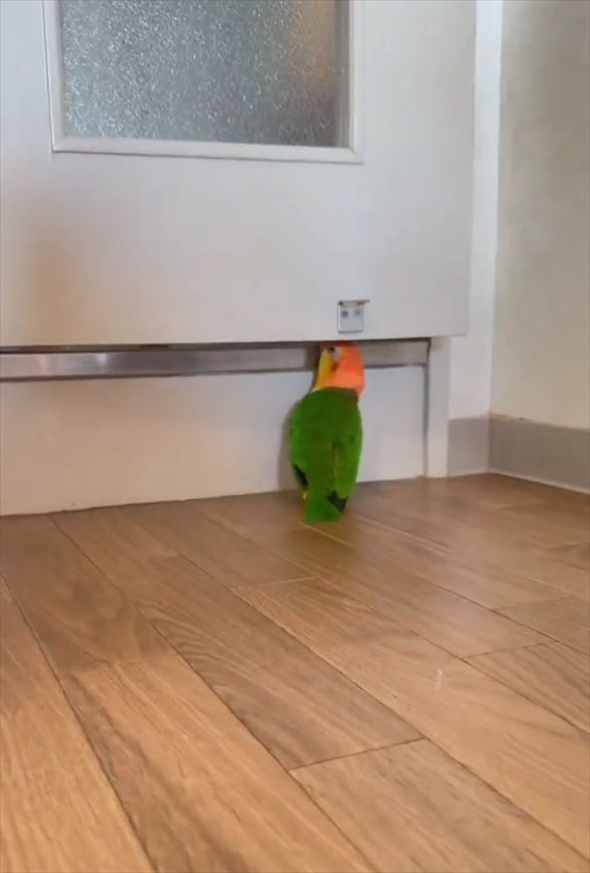 ドアの隙間にクチバシを入れるインコ。テコの原理でドアを開けた！？「とても賢い」「賢すぎでしょ」