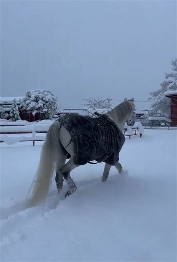 ふかふかの雪の上で転がってはしゃぐ馬。「雪上ゴロリスト」がかわいすぎる！