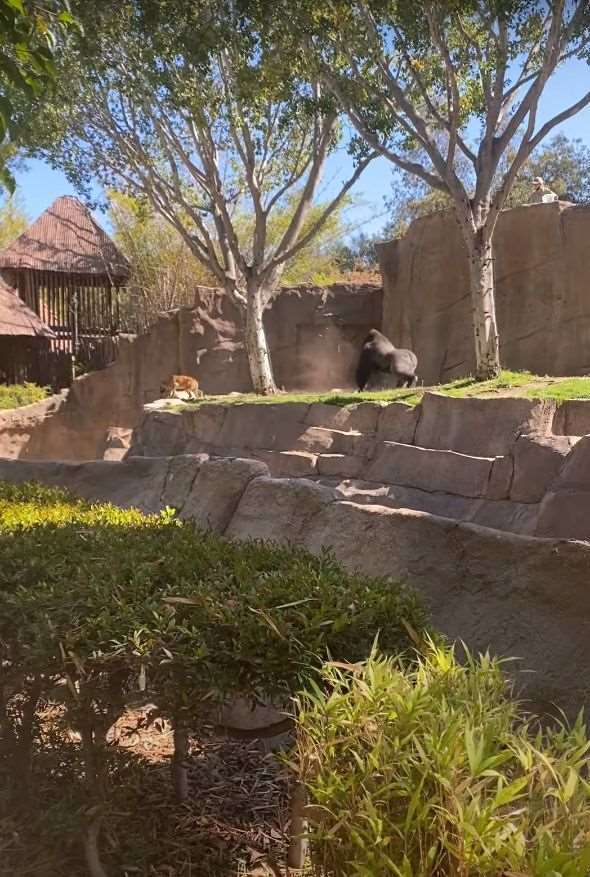 動物園のゴリラのエリアに侵入してしまった野良犬。ゴリラに追いかけ回されたこの犬の運命は・・【アメリカ・動画】