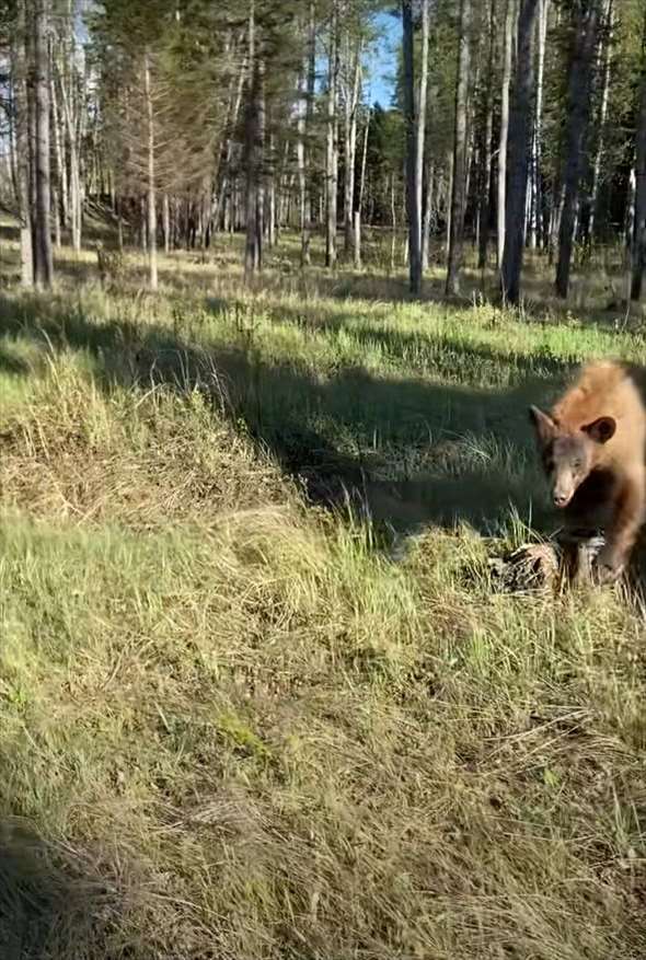 距離を取ってクマのことを撮影していたら、クマが近付いてきた！逃げても追いかけてくるクマが至近距離まで迫ったその時！！【海外・動画】