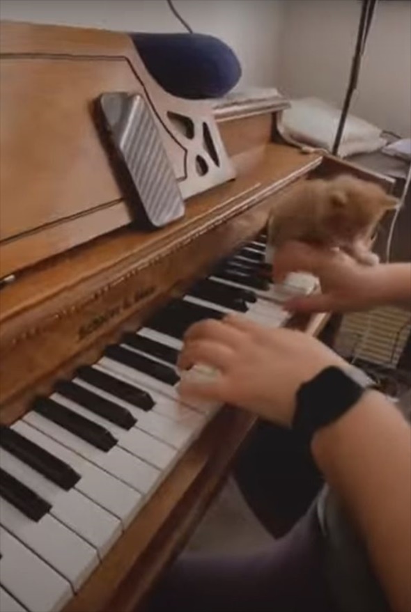 一緒に弾きたいにゃ～！ピアノの演奏中に飼い主さんの腕や鍵盤に乗っかってきた子猫が可愛すぎる！